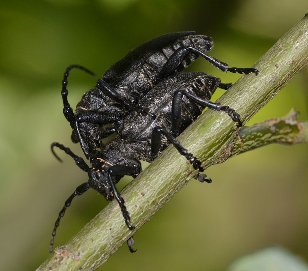 Lamia textor accoppiamento